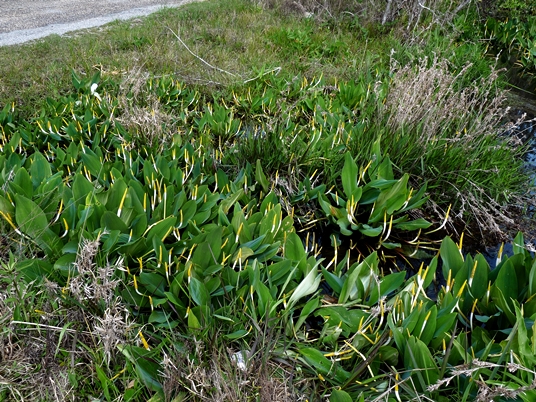 {Orontium aquaticum}